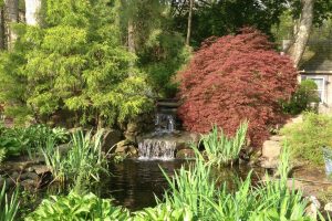 Backyard water feature with stone waterfall, koi pond, red Japanese maple, weeping conifer, and hostas.