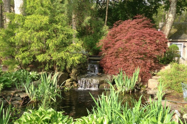 Backyard water feature with stone waterfall, koi pond, red Japanese maple, weeping conifer, and hostas.