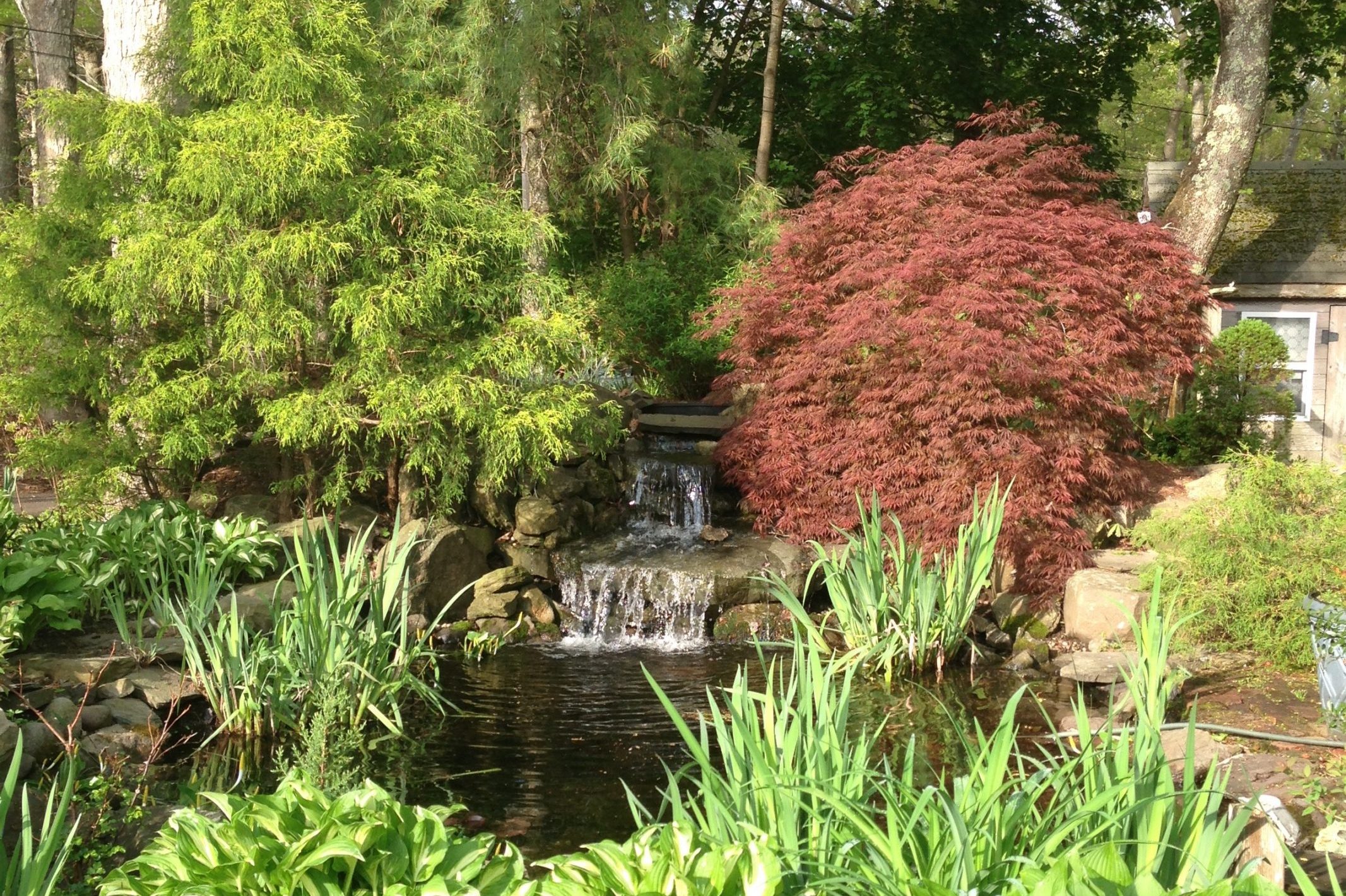 Backyard water feature with stone waterfall, koi pond, red Japanese maple, weeping conifer, and hostas.