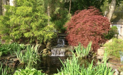 Backyard water feature with stone waterfall, koi pond, red Japanese maple, weeping conifer, and hostas.