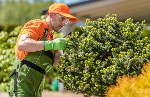 Landscaper in safety glasses and gloves hand-pruning a dwarf evergreen shrub at a residential property.